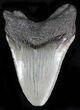 Nice Megalodon Tooth #21973-2
